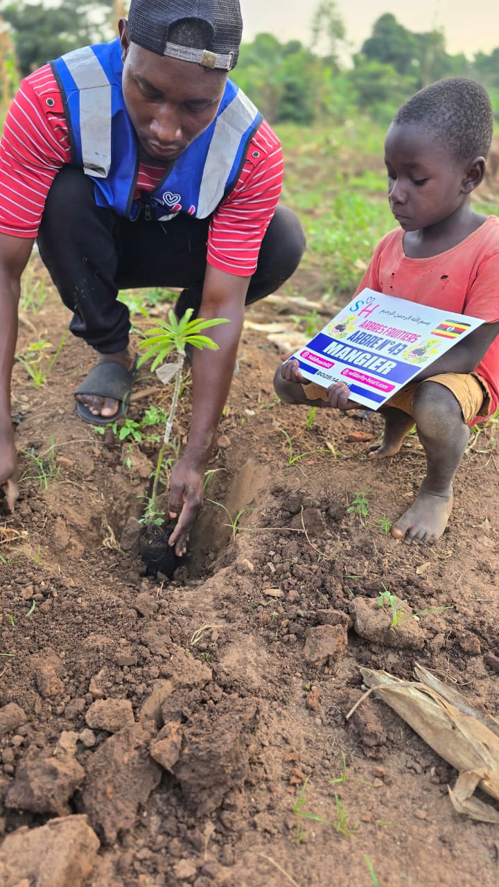 🌱 Arbre fruitier – Manguier 🥭 – Image 3